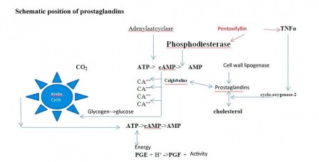 scheme prostaglandines origine_engkopie.jpg